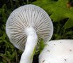 Hygrophorus cossus
